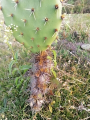 Opuntia rastrera