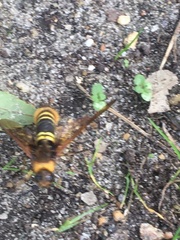 Eriotremex formosanus