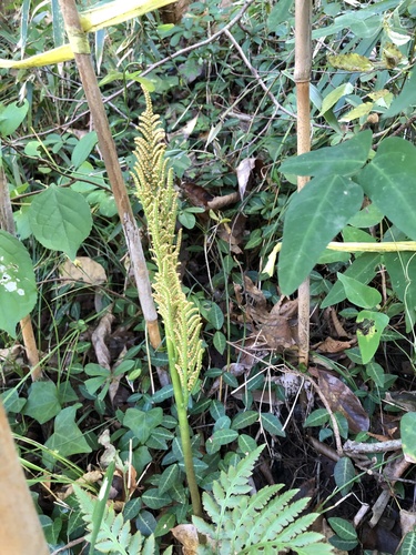 Botrychium japonicum iNat (2)