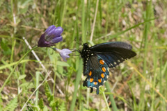 Battus philenor hirsuta