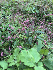 Persicaria longiseta