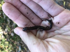 Plethodon dorsalis