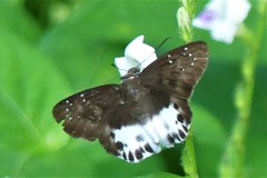 Tagiades menaka