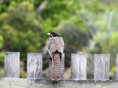 Eudynamys orientalis cyanocephalus