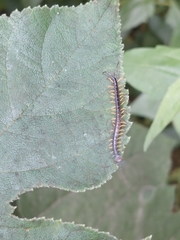 Scolopendra mutilans