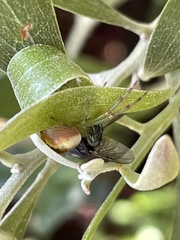Australomisidia pilula