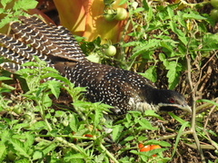 Eudynamys orientalis cyanocephalus