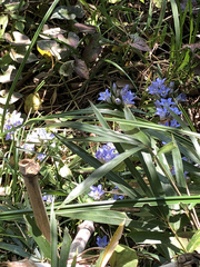 Gentiana scabra buergeri