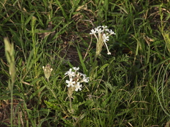 Glandularia platensis