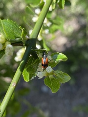 Arthrobrachus nigromaculatus
