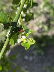 Arthrobrachus nigromaculatus