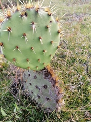 Opuntia rastrera