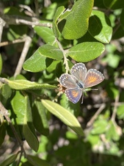 Pseudolucia chilensis