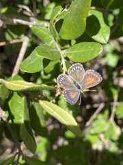 Pseudolucia chilensis