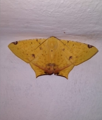 Nepheloleuca illiturata
