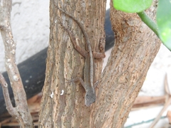 Anolis sagrei