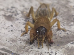 Neocurtilla