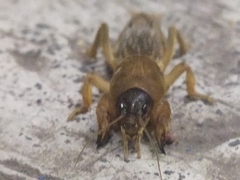 Neocurtilla