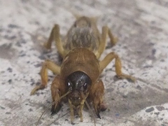 Neocurtilla