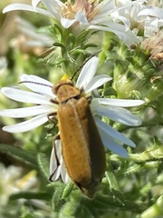 Epicauta callosa