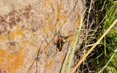 Sphenarium purpurascens