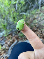Brachysternus prasinus