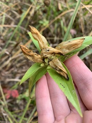 Gentiana alba