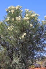 Grevillea pyramidalis leucadendron