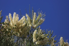 Grevillea pyramidalis leucadendron