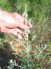 Chenopodium leptophyllum