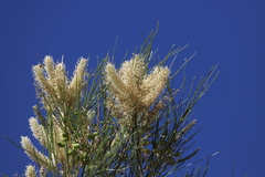 Grevillea pyramidalis leucadendron