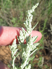 Chenopodium leptophyllum