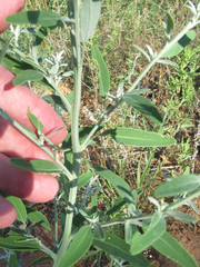 Chenopodium leptophyllum