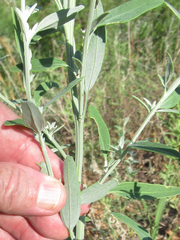 Chenopodium leptophyllum