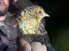 Coturnicops noveboracensis