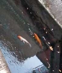 Cyprinus rubrofuscus