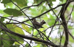 Muscicapa williamsoni