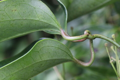 Clematis meyeniana