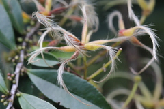 Clematis meyeniana