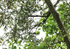 Dicaeum chrysorrheum