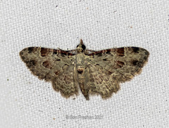Bosara emarginaria