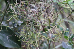 Clematis meyeniana