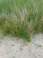 Juncus lesueurii