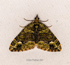 Apithecia viridata