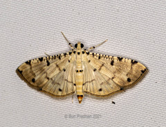 Pycnarmon cribrata