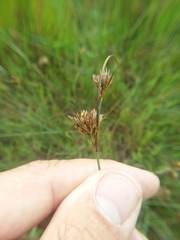Juncus occidentalis