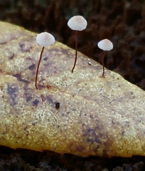 Paragymnopus sequoiae