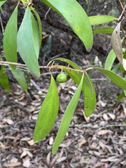 Persoonia levis