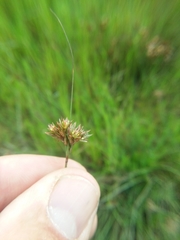 Juncus occidentalis
