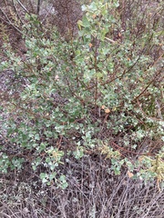 Chenopodium oahuense